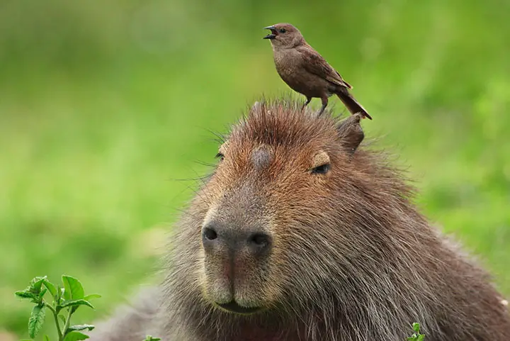 los carpinchos son amigos de otros animales, como por ejemplo, los pájaros.