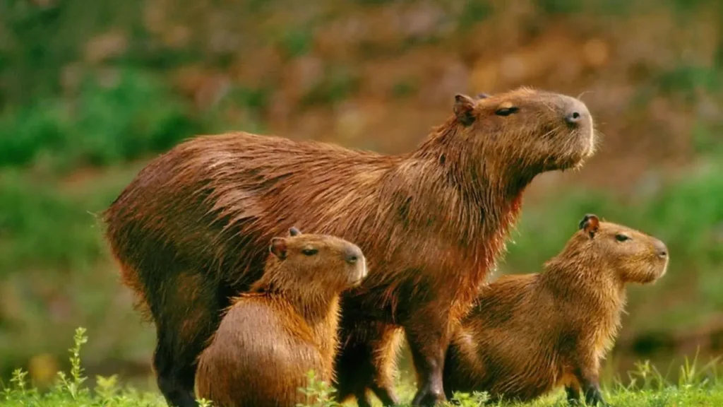 una familia de capibaras o carpinchos argentinos